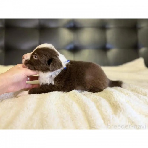 �{�[�_�[�R���[�̎q���iID:1232311374�j��4���ڂ̎ʐ^/�X�V��:2026-01-10