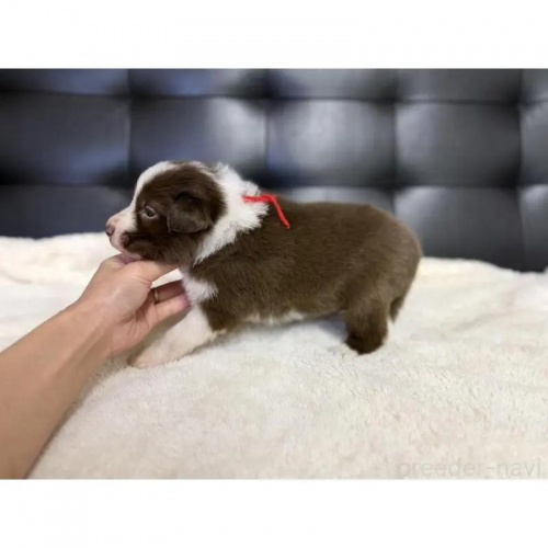 �{�[�_�[�R���[�̎q���iID:1232311375�j��2���ڂ̎ʐ^/�X�V��:2026-01-10