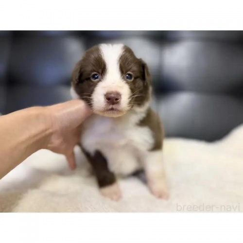 �{�[�_�[�R���[�̎q���iID:1232311375�j��3���ڂ̎ʐ^/�X�V��:2026-01-10