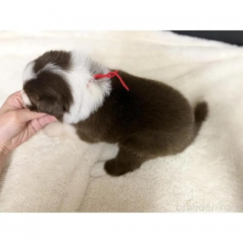 �{�[�_�[�R���[�̎q���iID:1232311375�j��4���ڂ̎ʐ^/�X�V��:2026-01-10