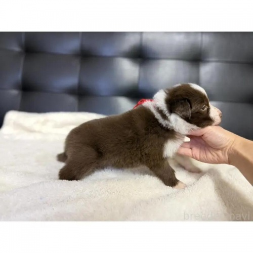 �{�[�_�[�R���[�̎q���iID:1232311375�j��5���ڂ̎ʐ^/�X�V��:2026-01-10