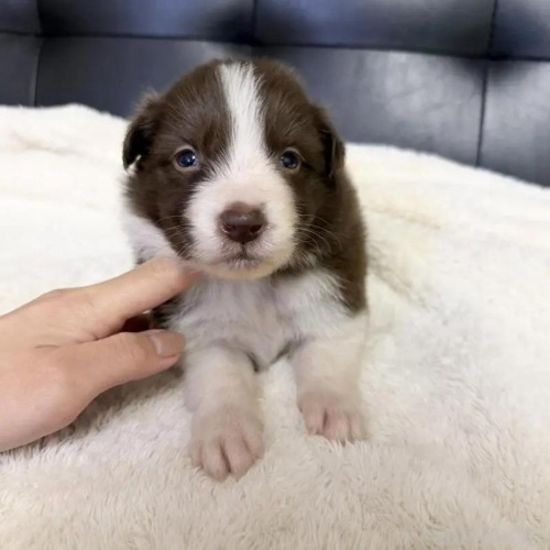 �{�[�_�[�R���[�̎q���iID:1232311376�j��1���ڂ̎ʐ^/�X�V��:2026-01-10