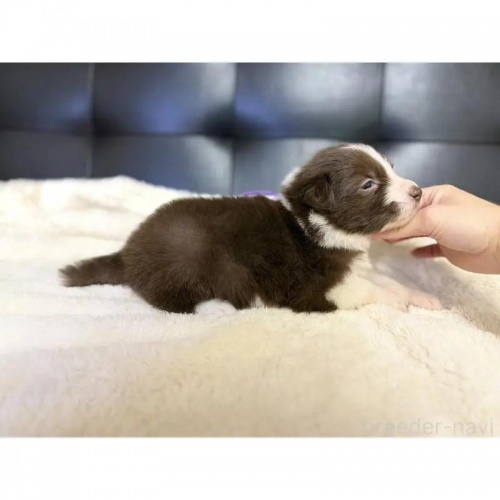 �{�[�_�[�R���[�̎q���iID:1232311376�j��2���ڂ̎ʐ^/�X�V��:2026-01-10