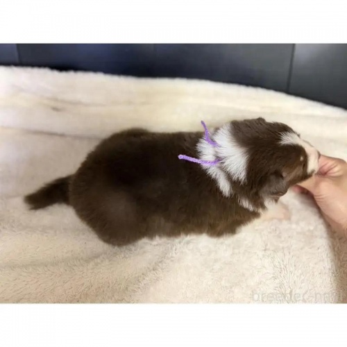 �{�[�_�[�R���[�̎q���iID:1232311376�j��3���ڂ̎ʐ^/�X�V��:2026-01-10