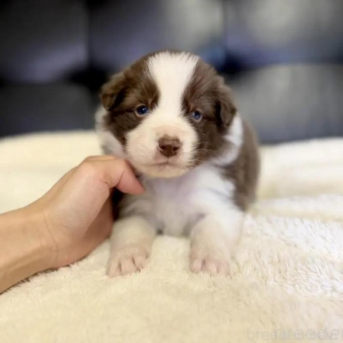 �{�[�_�[�R���[�̎q���iID:1232311377�j��1���ڂ̎ʐ^/�X�V��:2026-01-10