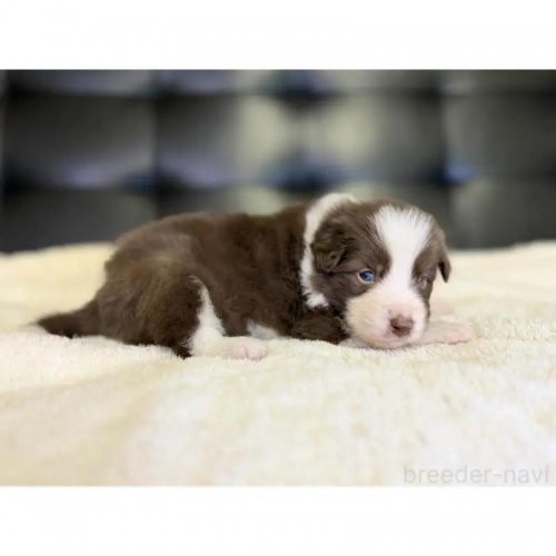 �{�[�_�[�R���[�̎q���iID:1232311377�j��2���ڂ̎ʐ^/�X�V��:2026-01-10