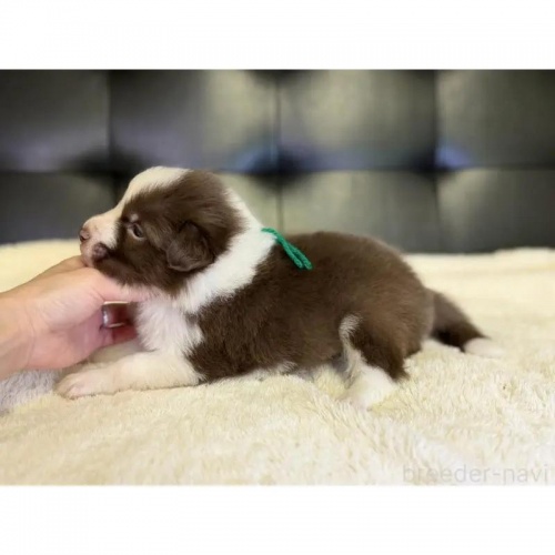 �{�[�_�[�R���[�̎q���iID:1232311377�j��3���ڂ̎ʐ^/�X�V��:2026-01-10