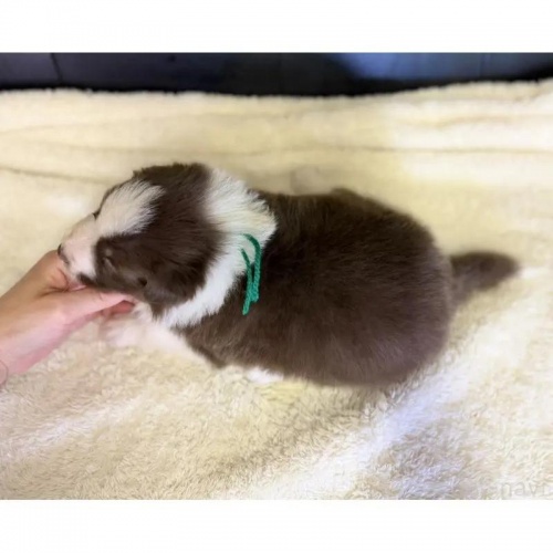 �{�[�_�[�R���[�̎q���iID:1232311377�j��4���ڂ̎ʐ^/�X�V��:2026-01-10