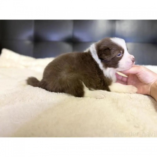 �{�[�_�[�R���[�̎q���iID:1232311377�j��5���ڂ̎ʐ^/�X�V��:2026-01-10