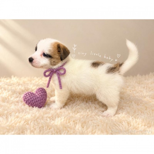 �W���b�N���b�Z���e���A�̎q���iID:1232311378�j��2���ڂ̎ʐ^/�X�V��:2026-10-08