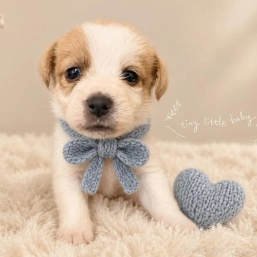 �W���b�N���b�Z���e���A�̎q���iID:1232311379�j��1���ڂ̎ʐ^/�X�V��:2026-10-08