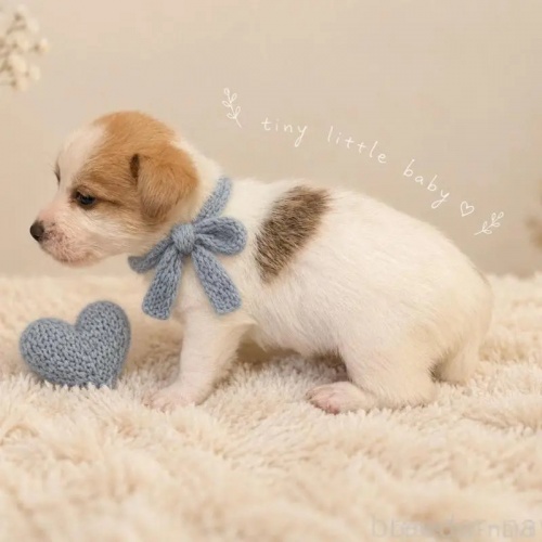 �W���b�N���b�Z���e���A�̎q���iID:1232311379�j��2���ڂ̎ʐ^/�X�V��:2026-10-08