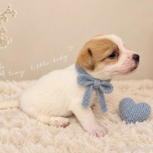 �W���b�N���b�Z���e���A�̎q���iID:1232311379�j��3���ڂ̎ʐ^/�X�V��:2026-10-08