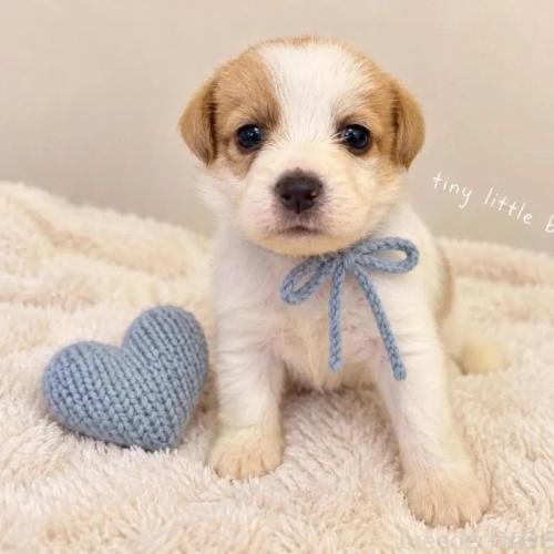 �W���b�N���b�Z���e���A�̎q���iID:1232311379�j��4���ڂ̎ʐ^/�X�V��:2026-10-08