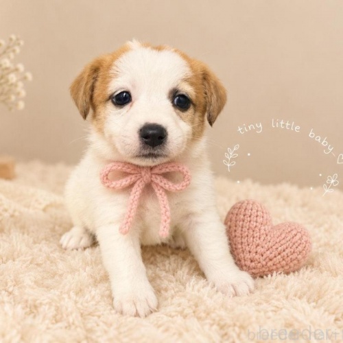 �W���b�N���b�Z���e���A�̎q���iID:1232311380�j��1���ڂ̎ʐ^/�X�V��:2026-10-08