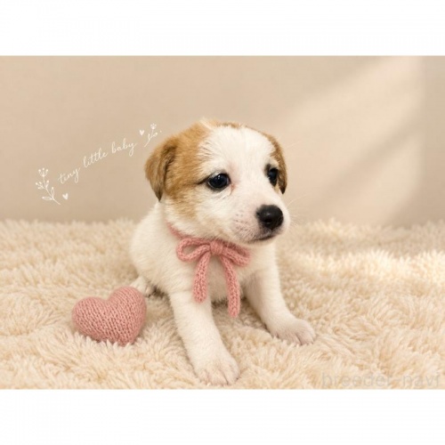 �W���b�N���b�Z���e���A�̎q���iID:1232311380�j��2���ڂ̎ʐ^/�X�V��:2026-10-08