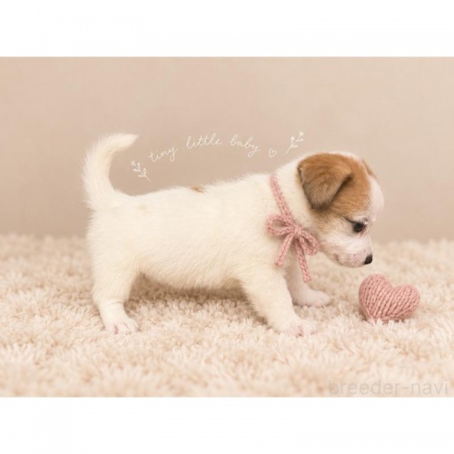 �W���b�N���b�Z���e���A�̎q���iID:1232311380�j��3���ڂ̎ʐ^/�X�V��:2026-10-08