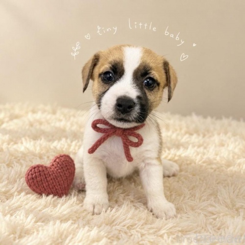 �W���b�N���b�Z���e���A�̎q���iID:1232311381�j��1���ڂ̎ʐ^/�X�V��:2026-10-08
