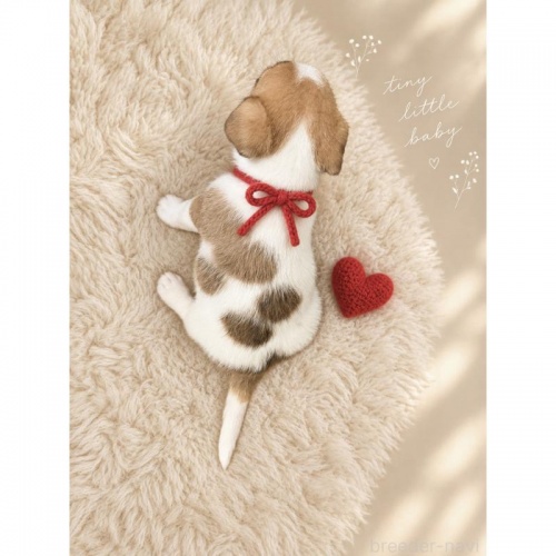 �W���b�N���b�Z���e���A�̎q���iID:1232311381�j��3���ڂ̎ʐ^/�X�V��:2026-10-08