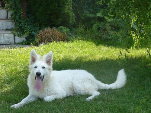 ホワイト・スイス・シェパード・ドッグのブリーダー 当日担当者ブリーダー 岡山県 子犬(ID 11019)ページ