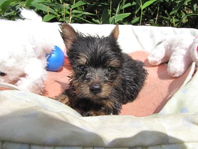 ヨークシャーテリアの子犬(ID:1232811067)の1枚目の写真/更新日:2015-09-18