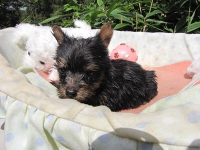 ヨークシャーテリアの子犬(ID:1232811067)の2枚目の写真/更新日:2015-09-18
