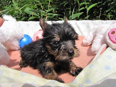 ヨークシャーテリアの子犬(ID:1232811067)の5枚目の写真/更新日:2015-09-18