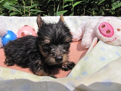 ヨークシャーテリアの子犬(ID:1232811067)の6枚目の写真/更新日:2015-09-18