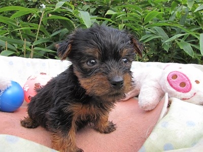 ヨークシャーテリアの子犬(ID:1232811069)の1枚目の写真/更新日:2015-09-20