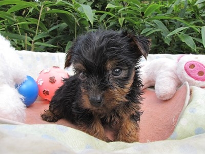 ヨークシャーテリアの子犬(ID:1232811069)の2枚目の写真/更新日:2015-09-20