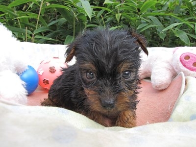 ヨークシャーテリアの子犬(ID:1232811069)の3枚目の写真/更新日:2015-09-20