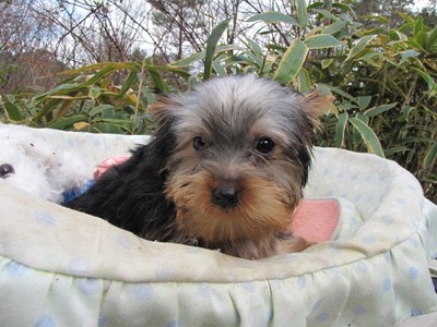 ヨークシャーテリアの子犬(ID:1232811073)の6枚目の写真/更新日:2015-12-15
