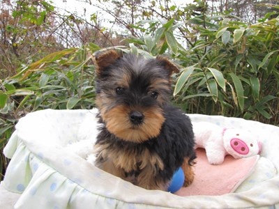 ヨークシャーテリアの子犬(ID:1232811080)の2枚目の写真/更新日:2015-12-06