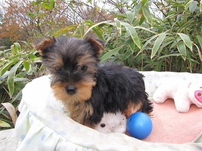 ヨークシャーテリアの子犬(ID:1232811080)の3枚目の写真/更新日:2015-12-06