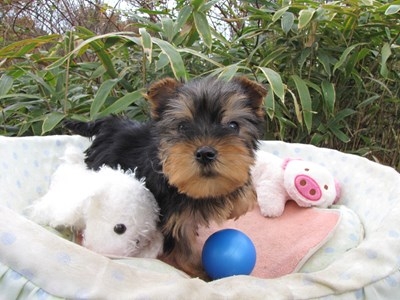 ヨークシャーテリアの子犬(ID:1232811080)の6枚目の写真/更新日:2015-12-06