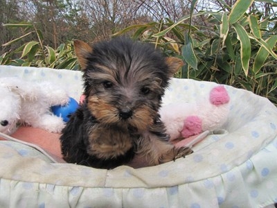 ヨークシャーテリアの子犬(ID:1232811090)の1枚目の写真/更新日:2015-12-16