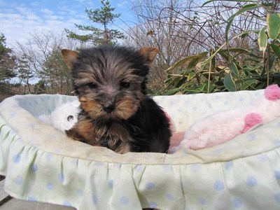 ヨークシャーテリアの子犬(ID:1232811090)の3枚目の写真/更新日:2015-12-16