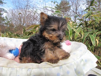 ヨークシャーテリアの子犬(ID:1232811090)の4枚目の写真/更新日:2015-12-16