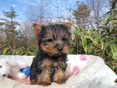 ヨークシャーテリアの子犬(ID:1232811090)の6枚目の写真/更新日:2015-12-16