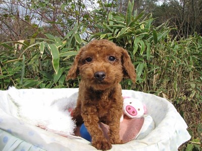 トイプードルの子犬 奈良県のブリーダー のページです