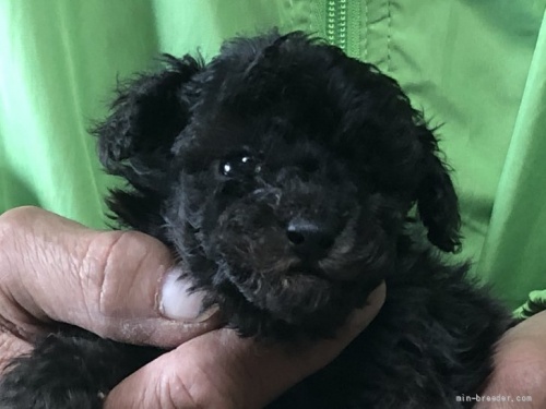 トイプードルの子犬（ID:1232911104）の1枚目の写真/更新日:2022-05-12