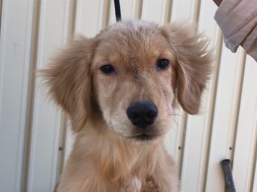 ゴールデンレトリバーの子犬（ID:1232911123）の1枚目の写真/更新日:2023-09-18