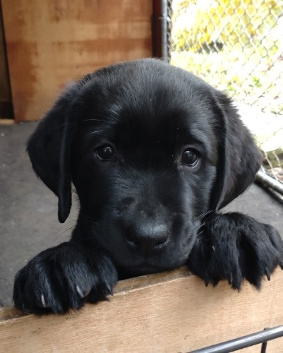 ラブラドールレトリバーの子犬(ID:1233711030)の2枚目の写真/更新日:2025-10-23