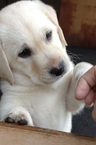 ラブラドールレトリバーの子犬(ID:1233711031)の6枚目の写真/更新日:2025-10-25