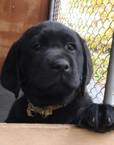 ラブラドールレトリバーの子犬(ID:1233711032)の6枚目の写真/更新日:2025-10-25