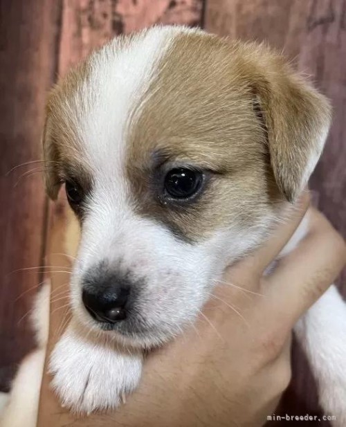 WbNbZeA̎qiID:1233911018j3ڂ̎ʐ^/XV:2025-11-19