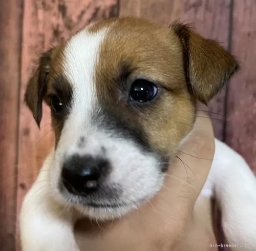 WbNbZeA̎qiID:1233911025j3ڂ̎ʐ^/XV:2025-11-19