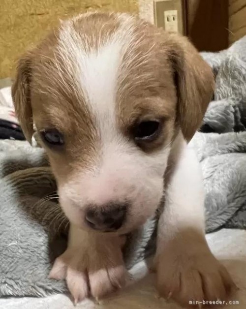 �W���b�N���b�Z���e���A�̎q���iID:1233911031�j��2���ڂ̎ʐ^/�X�V��:2026-01-16