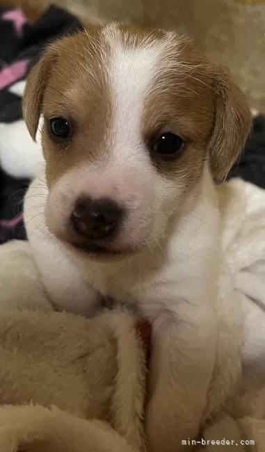 �W���b�N���b�Z���e���A�̎q���iID:1233911031�j��3���ڂ̎ʐ^/�X�V��:2026-01-16