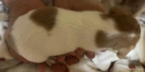 �W���b�N���b�Z���e���A�̎q���iID:1233911031�j��4���ڂ̎ʐ^/�X�V��:2026-01-16